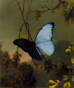 Imagem por Martin Johnson Heade, “Blue Morpho Butterfly” que representa a metamorfose da borboleta